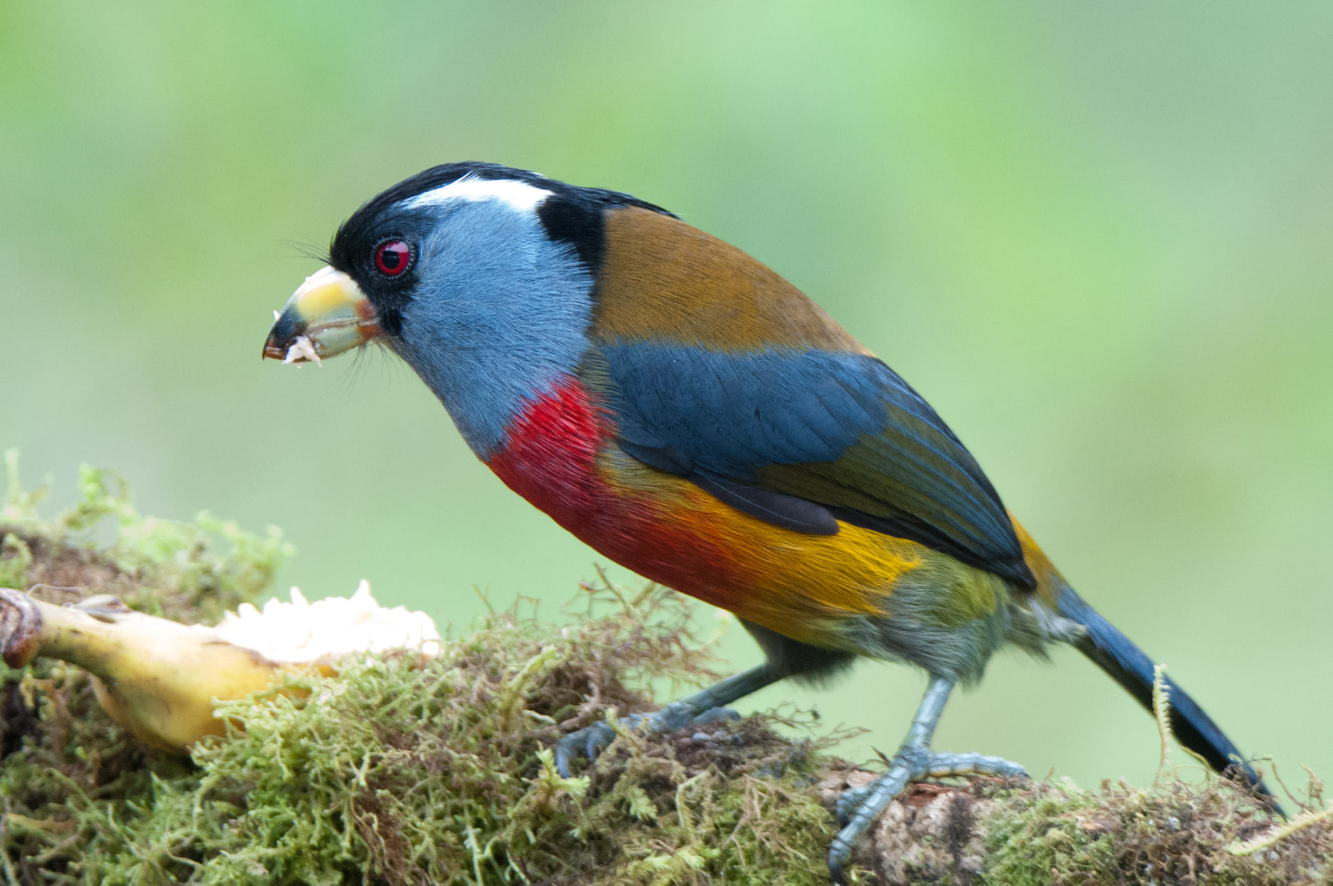 Toucan Barbet at Balcon Tumpiki